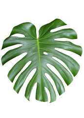 Folha da planta decorativa conhecida popularmente como costela de adão, png com fundo transparente.