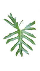 Folha da planta decorativa conhecida popularmente como bananeira do brejo, png com fundo transparente.
