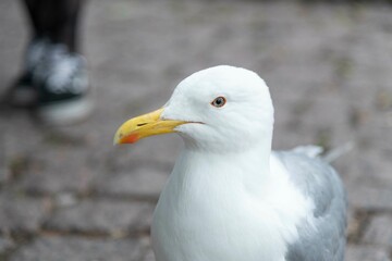 Gaviota