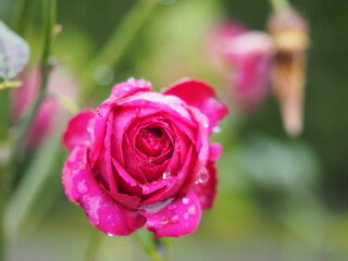 雨上がりのバラ園　レッドダイヤモンド