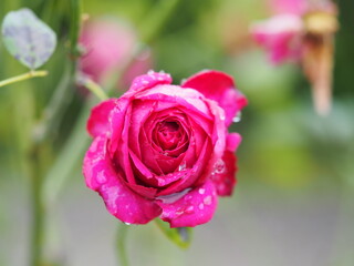 雨上がりのバラ園　レッドダイヤモンド