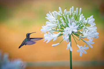 Colibrí en flor © Manuel