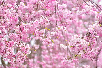 岡山　桜　春　たけべの森公園