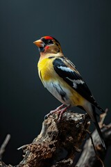 Fototapeta premium Portrait beautiful of American Goldfinch on the old log AI Generative
