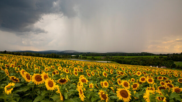 field of sunflowers, sunflower farm, sunflowers