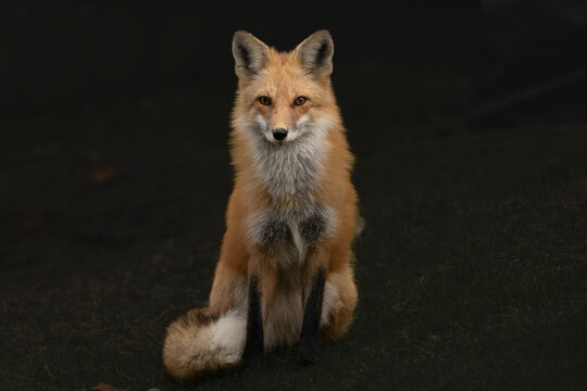 A wild red flox stares at the camera with a dark background..