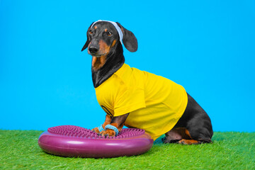 Dog fitness for dog balance exercises Dachshund in sports uniform, headband , wristbands on paws, stands on round massage disk, trains, looks purposefully, poses Physical development of pet, handling