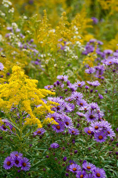 Colorful goldenrod and asters in a meadow setting.