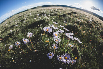 Tatarian Aster flowers blooming in high altitude grassland, China