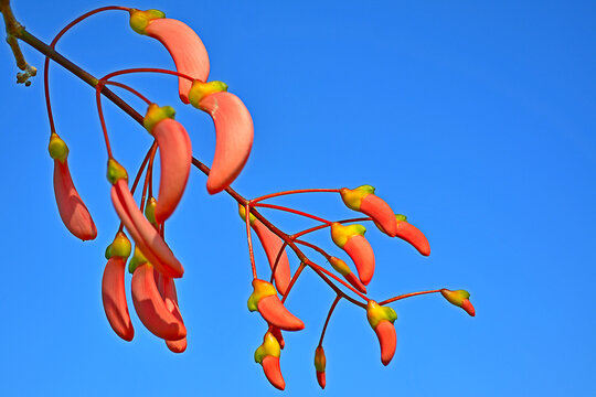 ceibo flower, the national flower of Argentina