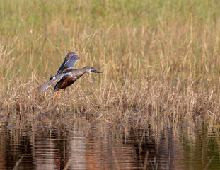 Northern Shoveler drake (Anas clypeata) at Lafitte Cove, Galveston Island