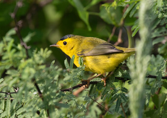 Wilson's warbler (Cardellina pusilla) at Galveston Island during fall migration