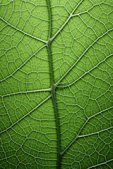 Obraz premium The texture of a leafs veins magnified intricately AI generated