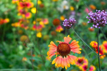 vivid flowers in the field, floral background 