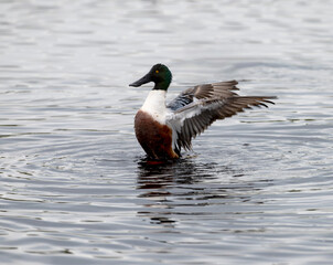 Northern Shoveler drake (Anas clypeata) at Lafitte Cove, Galveston Island