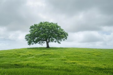Fototapeta na wymiar Solitary oak tree in a lush green field