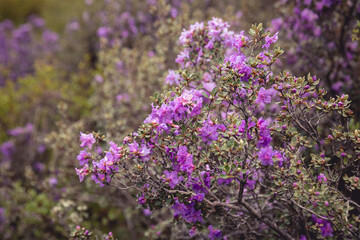 Beautiful rhododendron flowers blooming in high altitude mountains