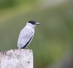 The black-crowned tityra (Tityra inquisitor)