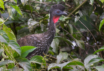 Crested Guan (Penelope purpurascens)  La Selva Biological station, Costa Rica