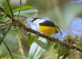 White-collared Manakin (Manacus candei) at La Selva Biological Station, Costa Rica