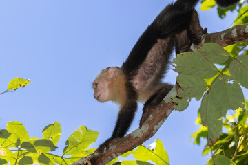 White headed capuchin monkey close up,  Cahuita National Park , Costa Rica