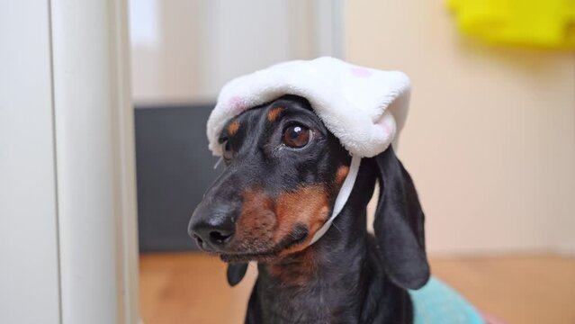Dachshund dog in nightcap looks absent-mindedly around, sleepy, alarmed by nightmare, turns head looking for support Bedtime puppy chooses favorite toy , dilemma Anxious pet, sleep disorder