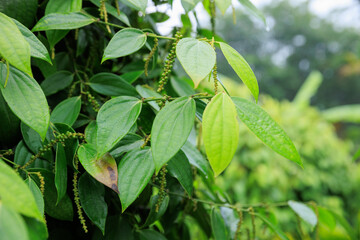 Black pepper fruits grow on tree in garden