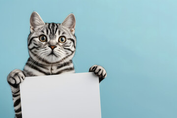 American shorthair cat showing blank sign, board. Standing cat adorned with zebra stripes holding an empty white banner, placard on pastel blue background with copy space for text. - obrazy, fototapety, plakaty