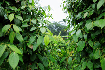 Black pepper fruits grow on tree in garden
