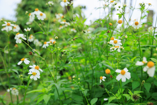 Beautiful little white bidens pilosa flowers blooming in spring