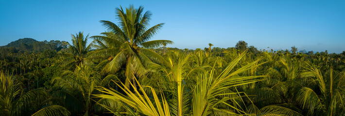 Aerial panorama view of coconut fruits grow on tree