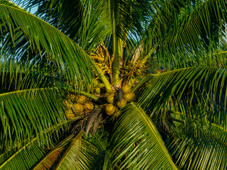 Obraz premium Aerial view of coconut fruits grow on tree