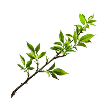 Branch, PNG graphic resource