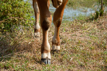 Cows legs, foot standing on the ground, Cow's legs on the farm.