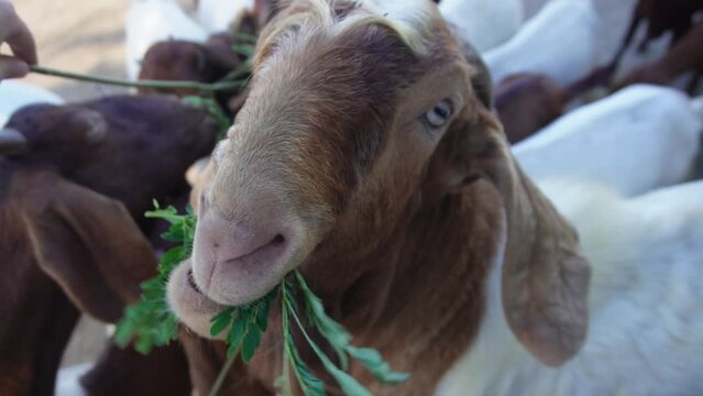 Goats eat grass
