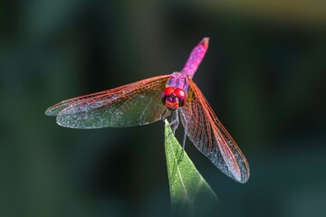 dragonfly is beautifully flying on the peack a leaf 