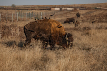 close-up of a wild bison in the landscapes of Colorado in the United States