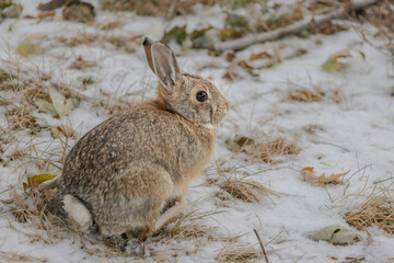 Close-up of a wild hare on snowy day in Denver, Colorado.