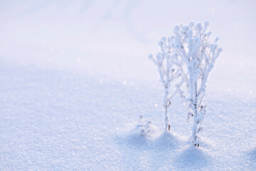 Dry forest wild flowers covered with thick frost on the snowy surface of their crystal snowflakes with mounds of snow. Winter natural background macro with copy space.