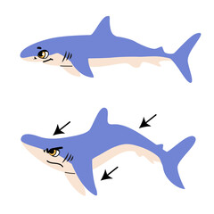 Infographic of attack blue shark vector illustration. Side view drawing comparing calm predator fish and hunting position