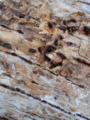 Background nature, texture of wood