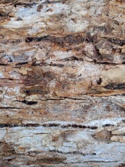 Background nature, texture of wood