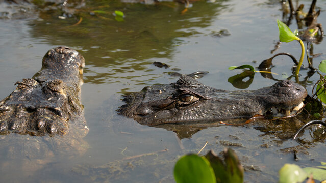 Black kajman Melanosuchus niger south america
