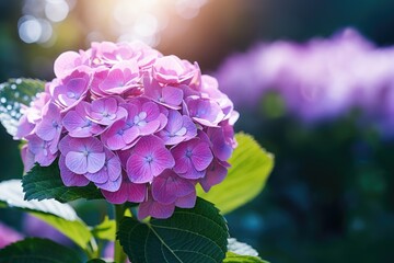 Obraz premium Hydrangea flower on blurred greenery garden backgroung,side view,closeup, space for text