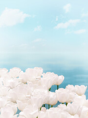 White tulip flower bed against blue sky