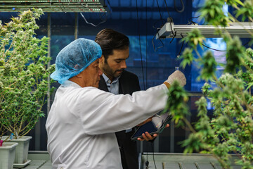 Business man Cannabis farm owner testing hemp oil with his worker