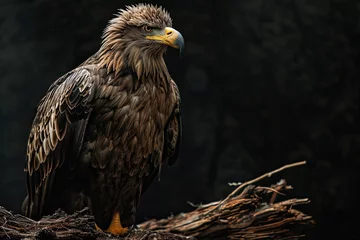 Foto op Plexiglas Majestic White-tailed Eagle standing on old wood AI Generative © Tebha Workspace