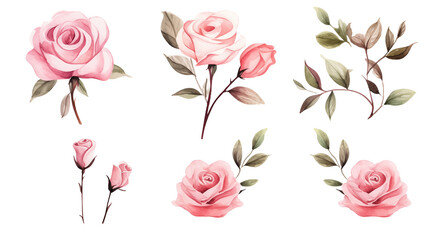 Watercolor elements pink roses on a white background