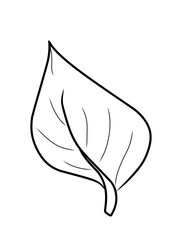 Daun tropis dengan gaya doodle. Elemen desain garis hitam vektor ditarik tangan. Ilustrasi botani musim panas eksotis. © Hasbi