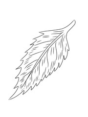 Daun tropis dengan gaya doodle. Elemen desain garis hitam vektor ditarik tangan. Ilustrasi botani musim panas eksotis. © Hasbi